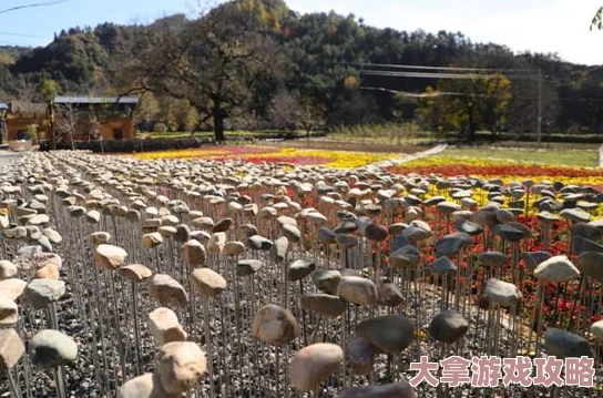 探索乡下农村的独特魅力：一场关于自然、生活与人情味的深度体验之旅