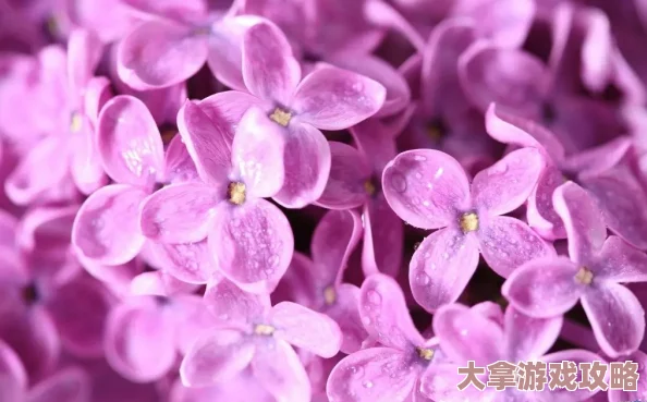 探索丁香婷婷的色彩世界：五月的绚丽与深邃，感受情感交织中的独特魅力与艺术之美